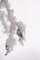 Details from a branch full of hoarfrost with natural background

