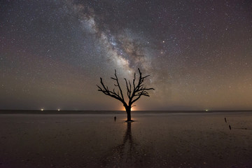 Fototapeta na wymiar Dead Tree Under The Milky Way Galaxy 