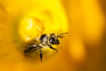 Details of a honey bee inside pumpkin flower