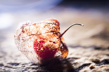 Physalis alkekengi - dried fruit abstract and beautiful filigree texture 