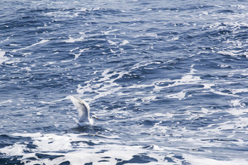 Beautiful seagulls over the blue sea
