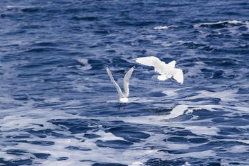 Beautiful seagulls over the blue sea
