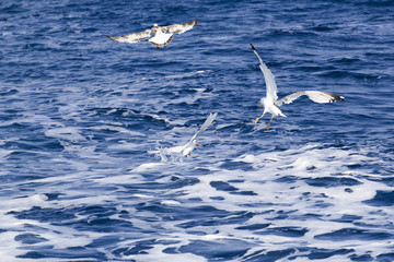 Naklejka premium Beautiful seagulls over the blue sea 