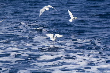 Beautiful seagulls over the blue sea
