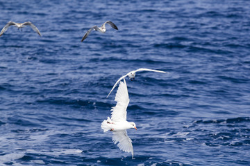 Beautiful seagulls over the blue sea
