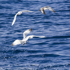 Beautiful seagulls over the blue sea
