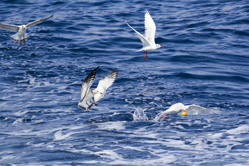 Beautiful seagulls over the blue sea
