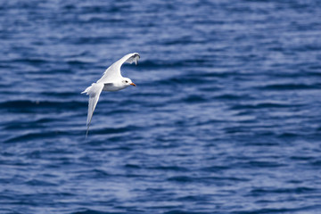 Fototapeta na wymiar Beautiful seagulls over the blue sea 