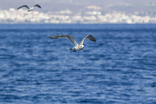 Beautiful seagulls over the blue sea
