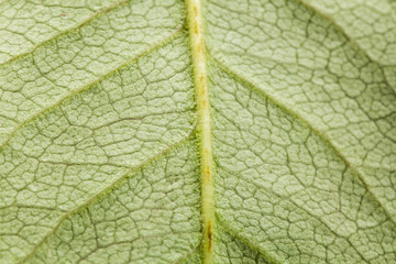 Green abstract with leaf texture