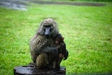 Baboon mother with NewBorn