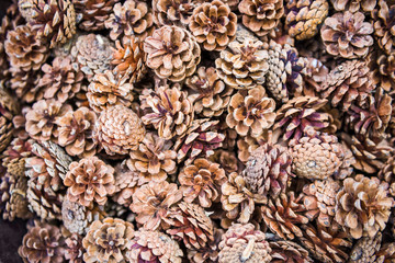 Background of dry tan pinecones with purple coloring