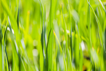 Texture and background from green grass