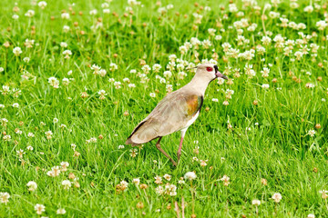 Isolated southern lapwing, vanellus chilensis, a water exotic bird, on the green grass field and flowers, in the Club at Aruja, Brazil