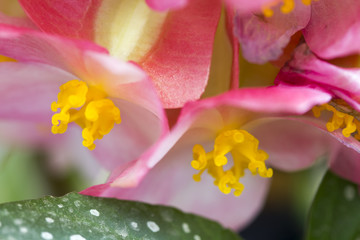 Begonia lucernae - beautiful pink and yellow flowers
