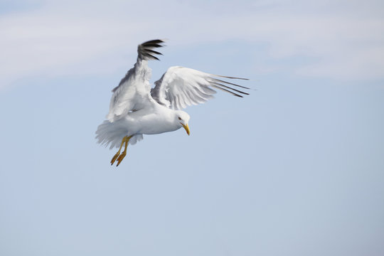 Beautiful seagull soaring in the blue sky
