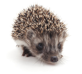 Small hedgehog.