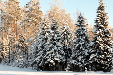 forest covered with snow frosty winter morning