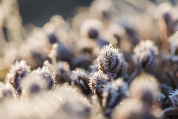 Abstract macro of white hoarfrost on plants