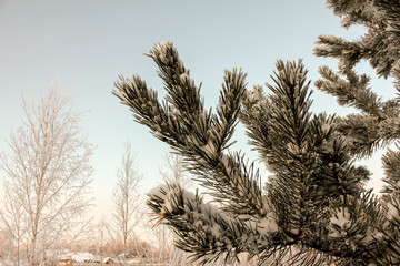 coniferous tree branch covered with snow winter day