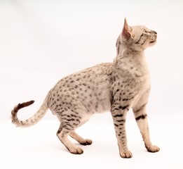 Silver Savannah Cat