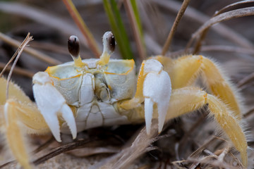 Small Yellow Crab Looks Surprised
