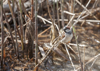 House Sparrow (Passer domesticus)