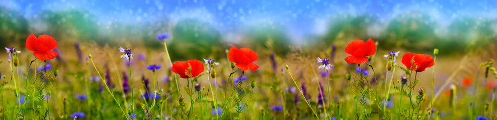 Coquelicots, fleurs des champs, prairie d& 39 été, prairie de fleurs, bannière, panorama