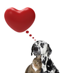 Cute valentine dog and cat together