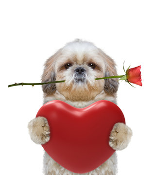 Cute Dog Holding Heart And Rose