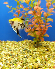 Angelfish in the aquarium.