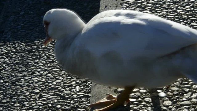 germani reali in cerca di cibo