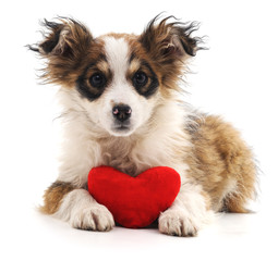Puppy with heart.