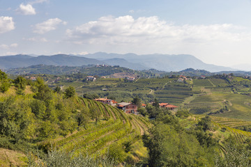 Rural mediterranean landscape with vineyards