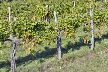 Vineyard rows in Slovenia closeup