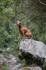 Fototapeta na wymiar vizsla dog on rock outdoors 