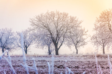 Trees covered with hoarfrost near the fields. Rural landscape at winter.