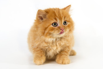 Yellow cute kitten on a white background