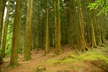 woodland trees