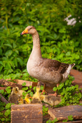 adult goose with goslings outdoors on green background