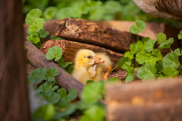 beautiful little yellow goose on outdoors