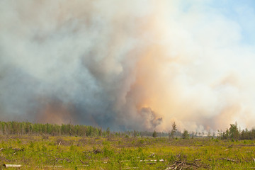 wild wildfire summer without people in forest