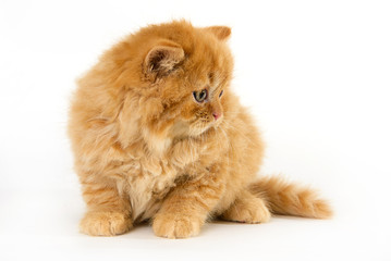 yellow cute cat at a white background looking to the right