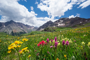 Colorado Wild Flowers