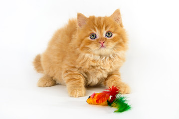 yellow cat with a toy in a white background