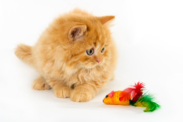 yellow cat looking to a toy with white background