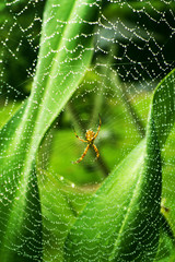 Spider in web