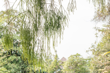 group of green leaf and sky,green leaf from garden,green leaf make oxygen and part of tree
