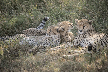 Cheetah Family