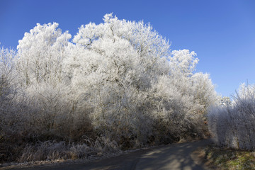 Obraz na płótnie Canvas Fairytale snowy winter rural landscape with blue Sky in Bohemia, Czech Republic